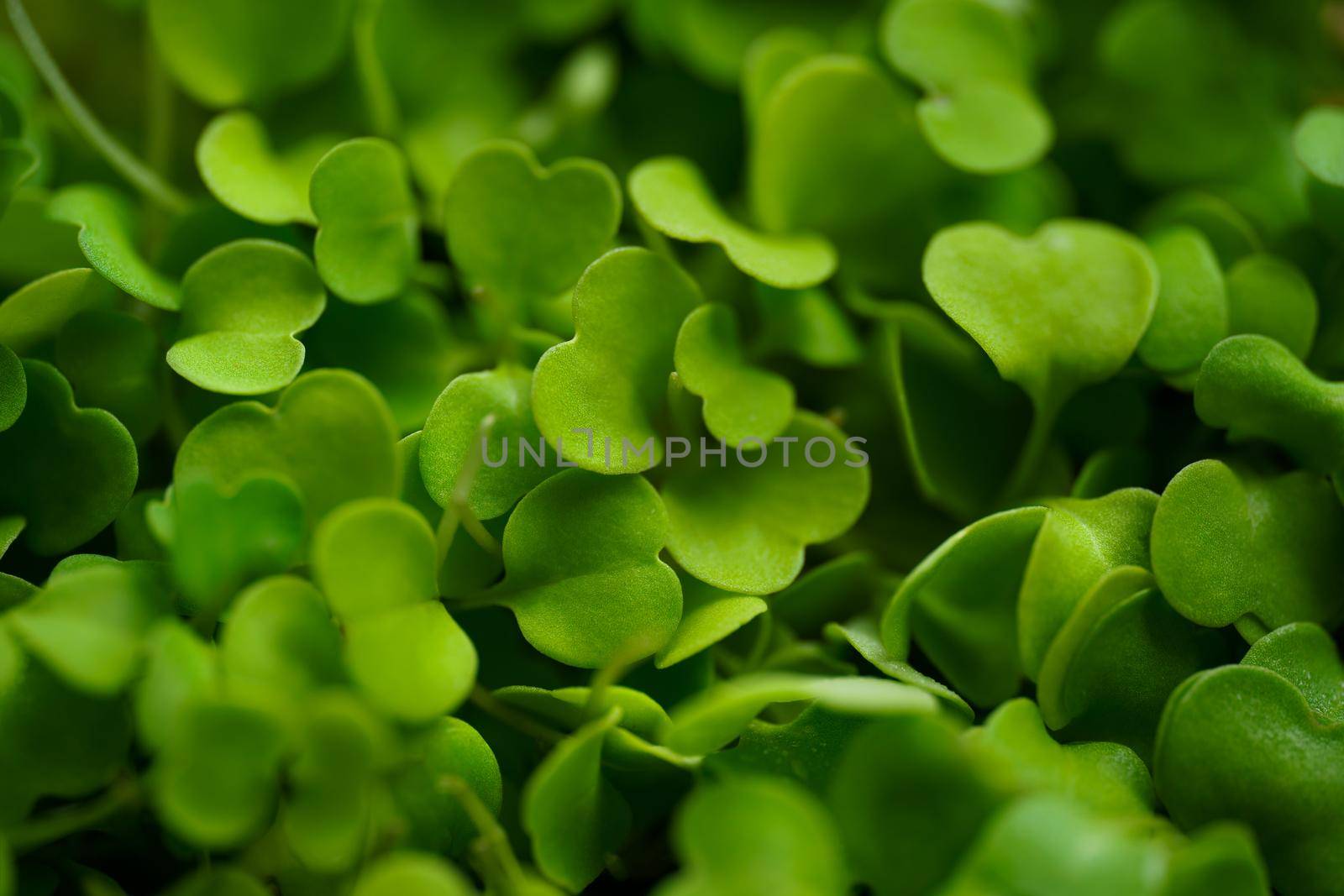 Closeup of fresh green rucola microgreens sprouts. High quality photo