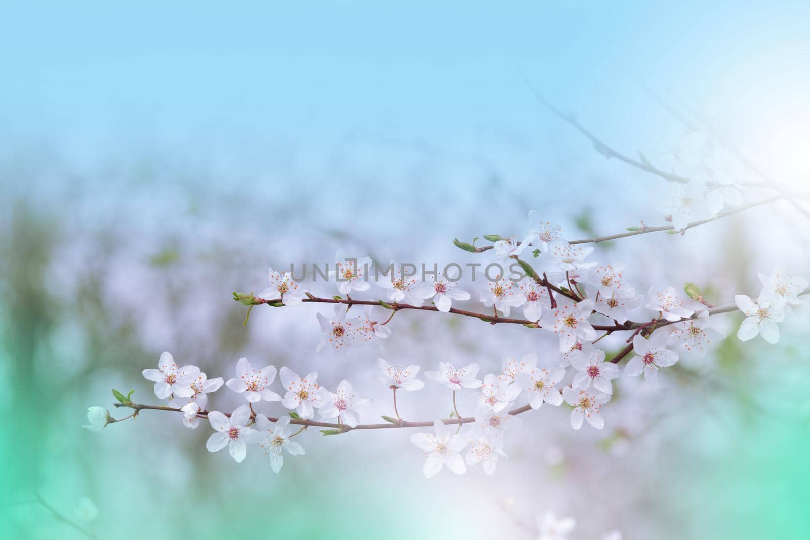 Beautiful Nature Background.Floral Art Design.Abstract Macro Photography.Colorful Flower.Blooming Spring Flowers.Creative Artistic Wallpaper.Celebration,love.Close up View.Happy Holidays.Copy Space.White Color.Sakura Cherry Blossom Tree.Wedding Invitation