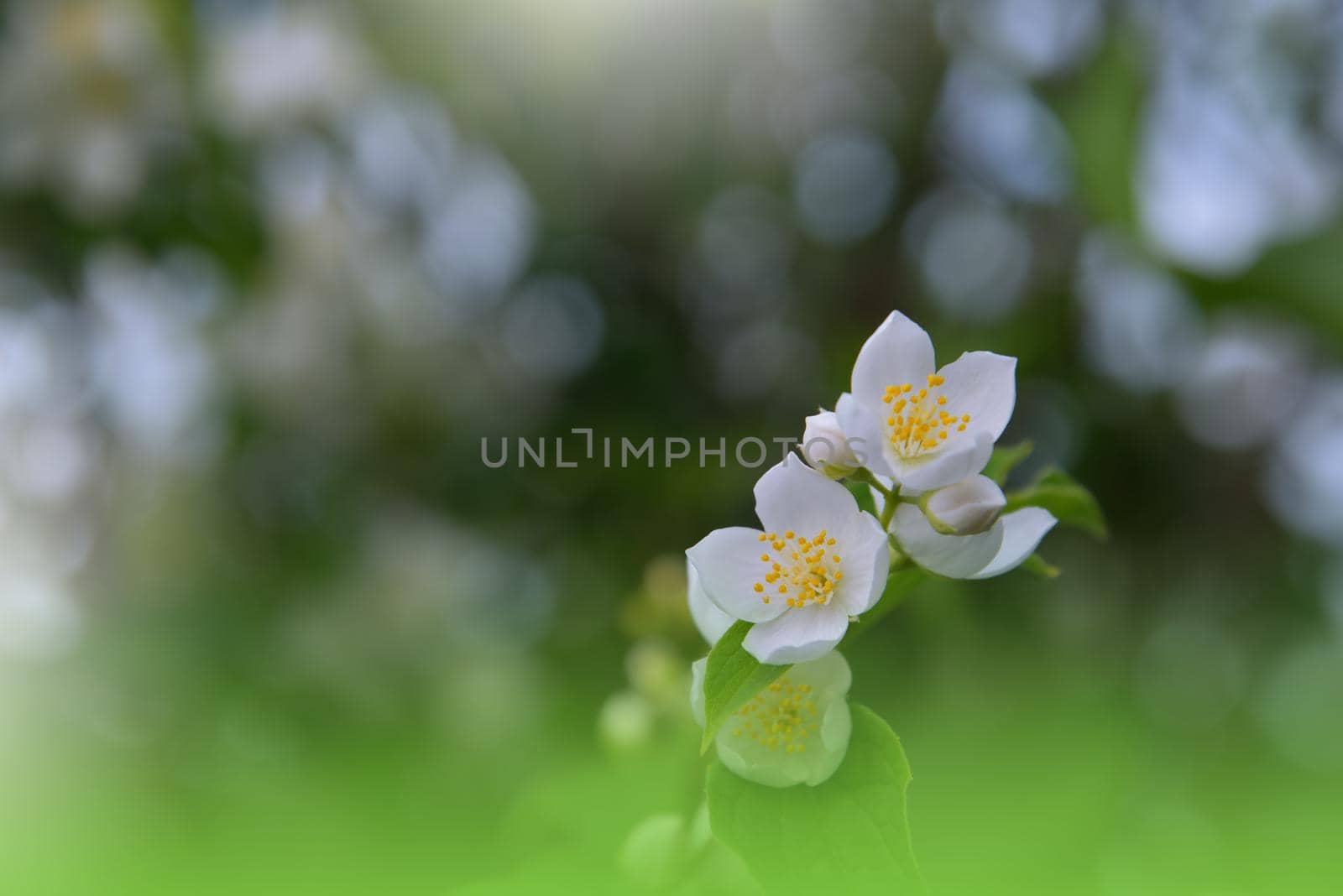 Beautiful Green Nature Background.Floral Art Design.Abstract Macro Photography.Colorful Flower.Blooming Spring Flowers.Creative Artistic Wallpaper.Celebration,love.Close up.Happy Holidays.Copy Space.White Blossom Jasmine Flowers.Wedding Invitation.