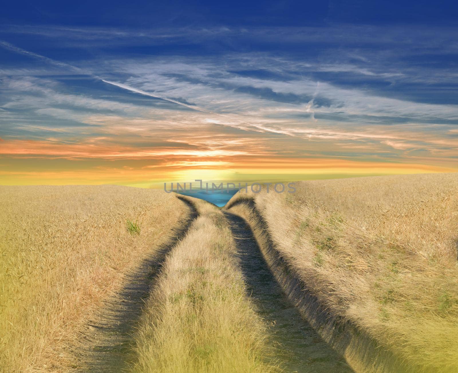 Beautiful Tranquil Nature Background.Amazing Rural Scene.Art Design.Creative Photography.Conceptual Photo.Fantasy Art.Artistic Wallpaper.Yellow Color.Golden Wheat Field at Sunset.Blue Sky and Clouds.Orange Color.Unique Summer Landscape.Sun,road,way.