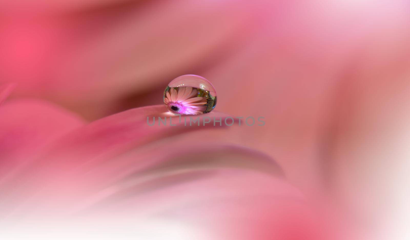 Beautiful macro shot of magic flowers.Border art design. Magic light.Extreme close up macro photography.Conceptual abstract image.Violet and Pink Background.Fantasy Art.Creative Wallpaper.Beautiful Nature Background.Amazing Spring Flowers.Water drop.