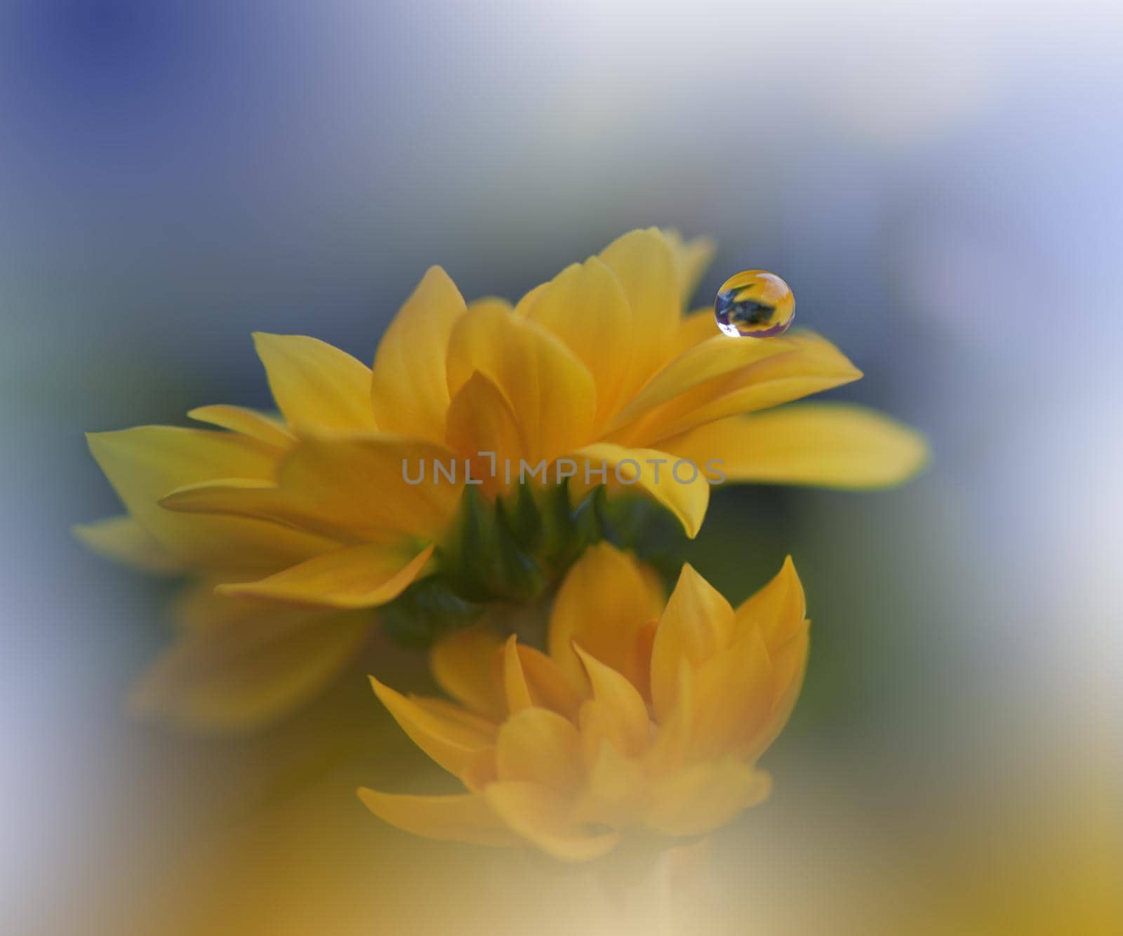 Beautiful Macro Shot of Magic Flowers.Border Art Design.Magic Light.Extreme Close up Photography.Conceptual Abstract Image.Blue and Yellow Background.Fantasy Art.Creative Wallpaper.Beautiful Nature Background.Amazing Spring Flower.Water Drop.Copy Space.