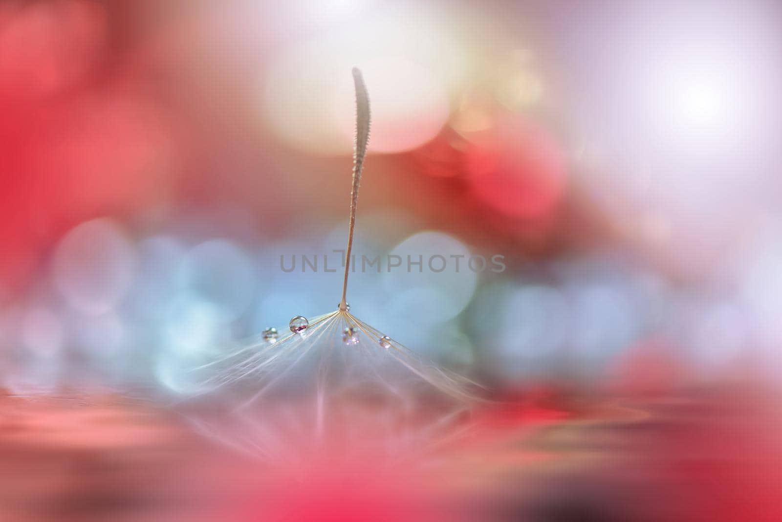 Beautiful Nature Background.Floral Art Design.Abstract Macro Photography.Pastel Flower.Dandelion Flowers.Pink Background.Creative Artistic Wallpaper.Wedding Invitation.Celebration,love.Close up View.Water Drops.Tranquil Natural Background.