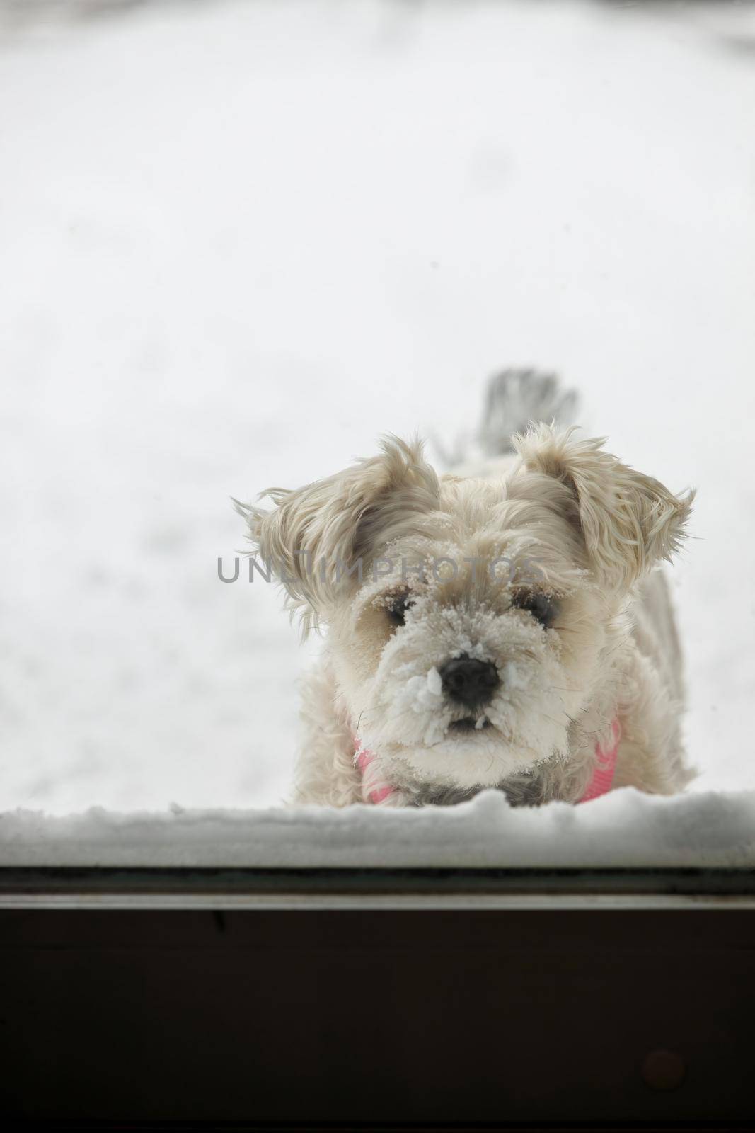 A Snow Covered Yorkie Schnauzer Dog Waiting to Come Inside. She is standing in the snow and looking in through a patio door.