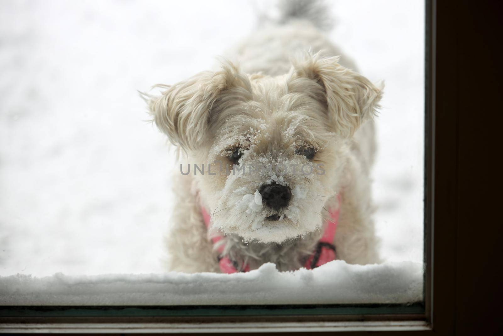 Snow Covered Dog Waiting to Come Inside by markvandam