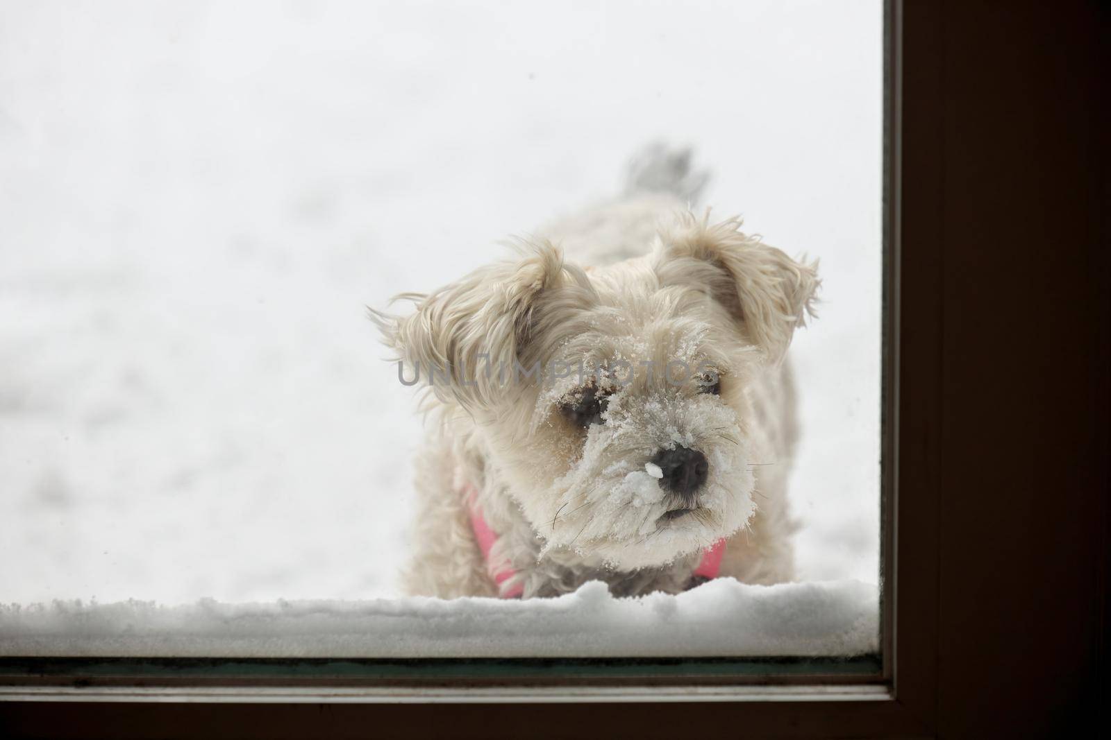 A Snow Covered Yorkie Schnauzer Dog Waiting to Come Inside. She is standing in the snow and looking in through a patio door.