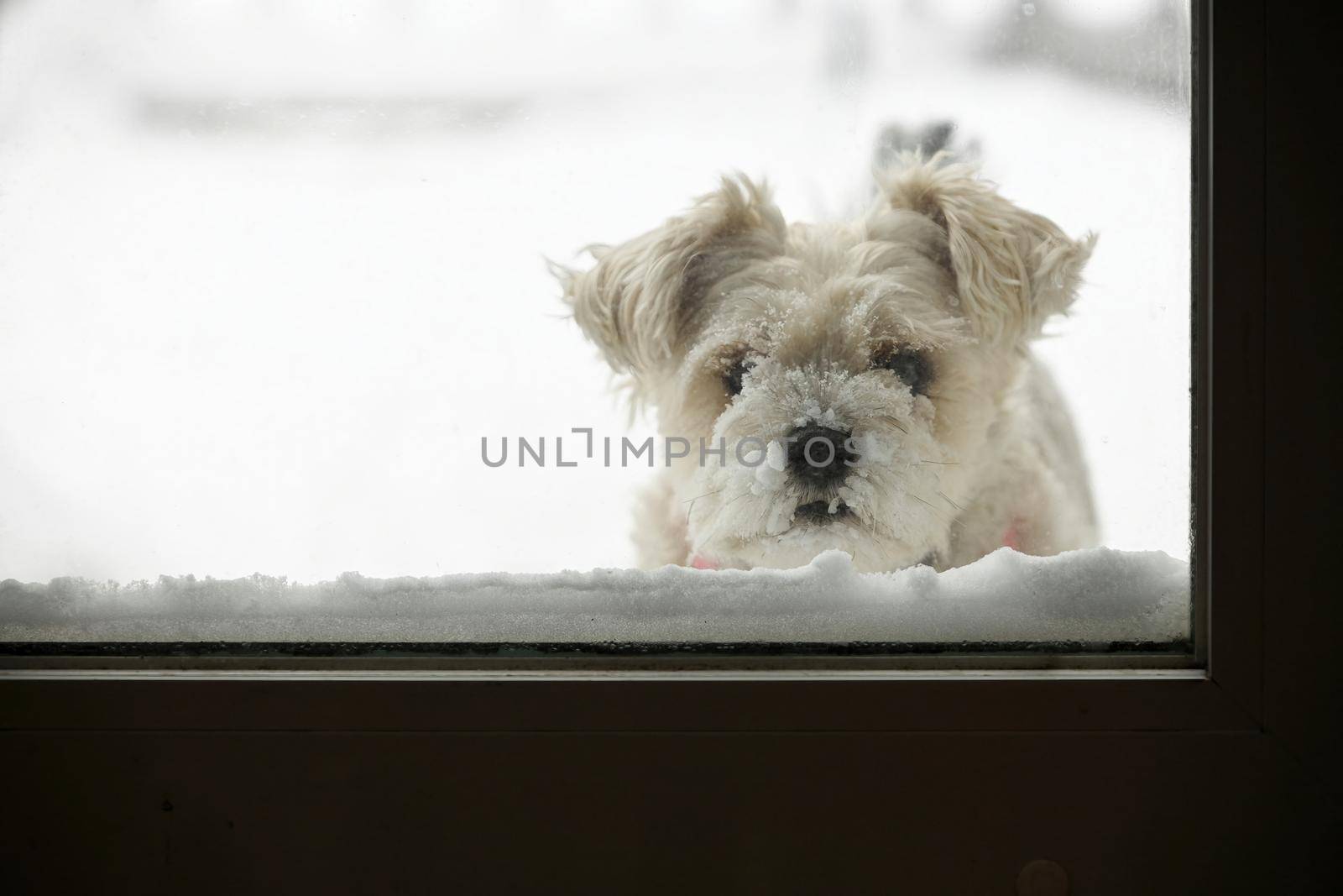 A Snow Covered Yorkie Schnauzer Dog Waiting to Come Inside. She is standing in the snow and looking in through a patio door.