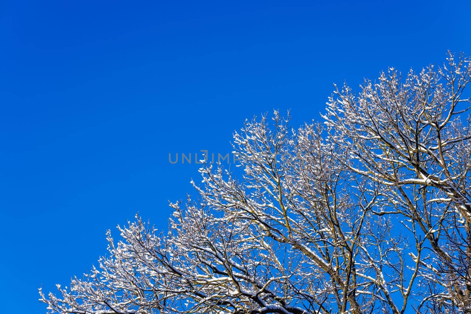 snow covered winter bare foliar tree branches on clear blue sky background with direct sunlight, upward view