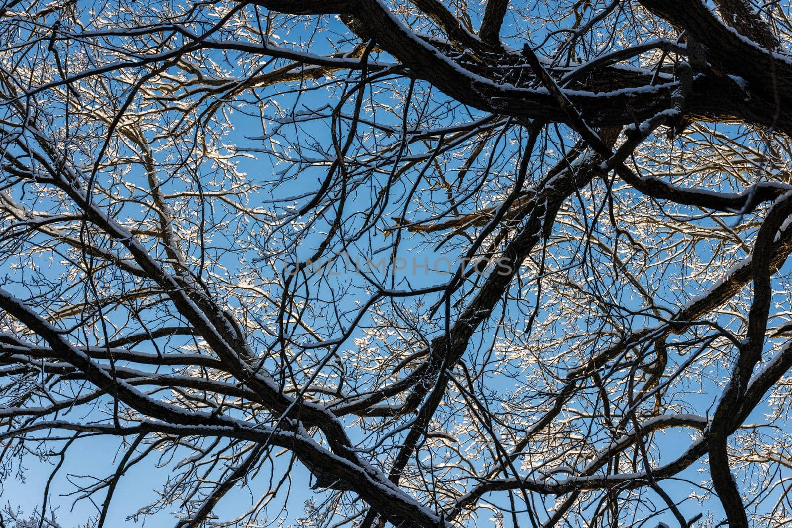 snow covered winter tree on blue sky background full frame upward view.