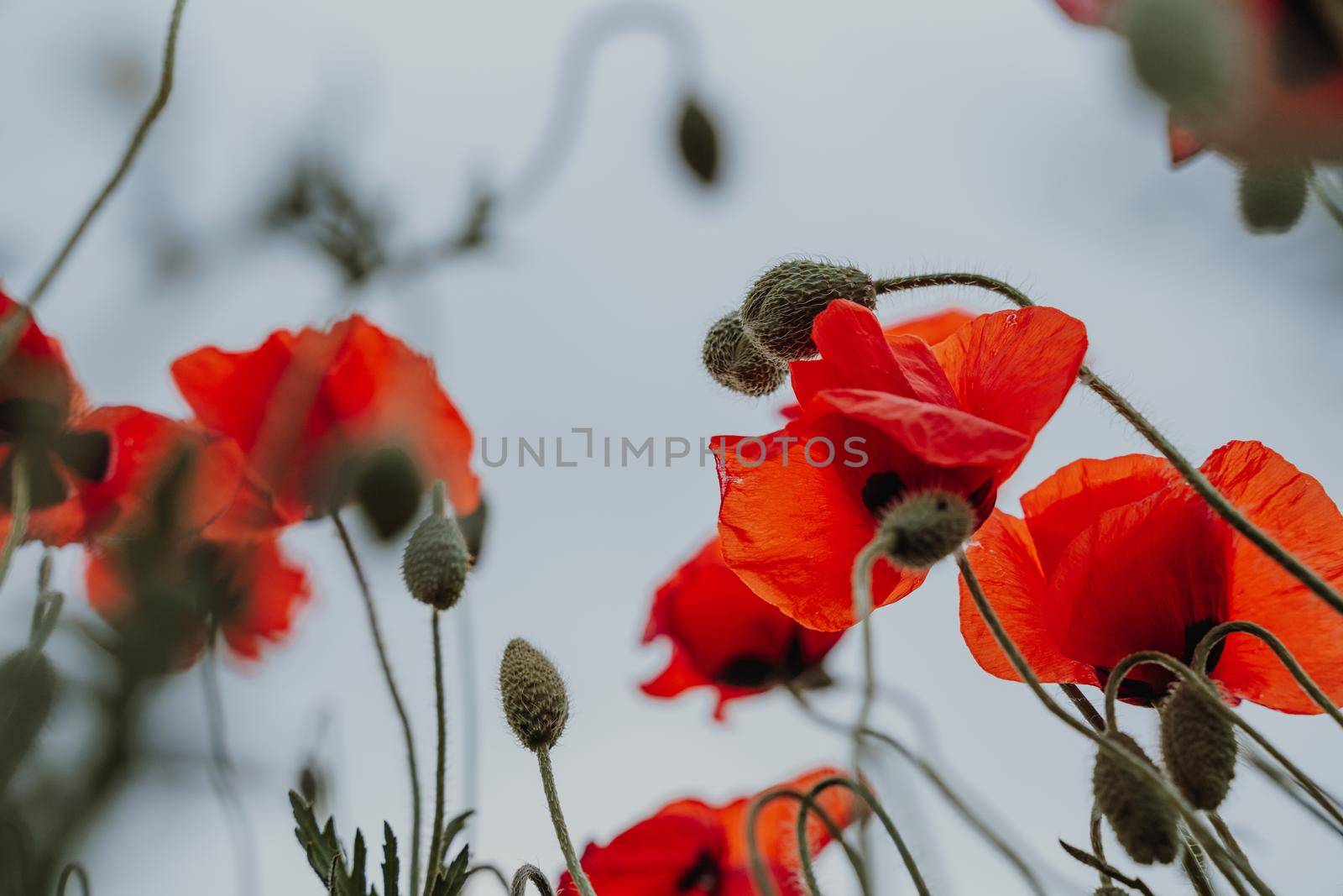 Abstract background with poppies in the field.