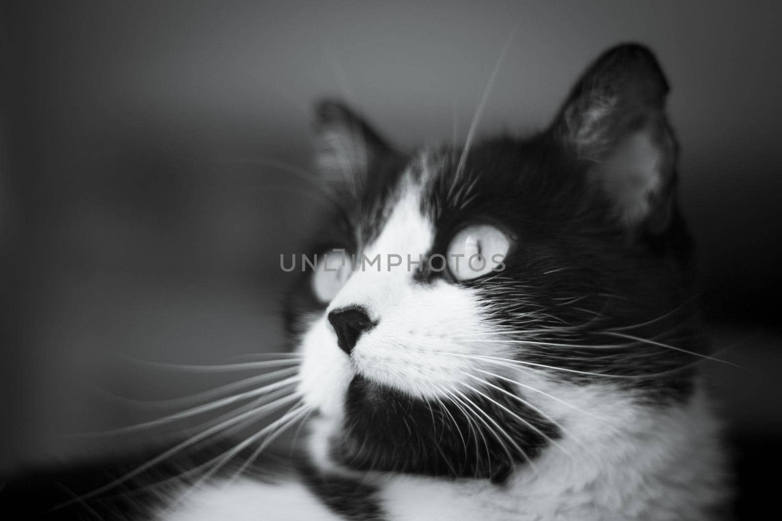 Immunodeficient black and white cat portrait. Relaxing