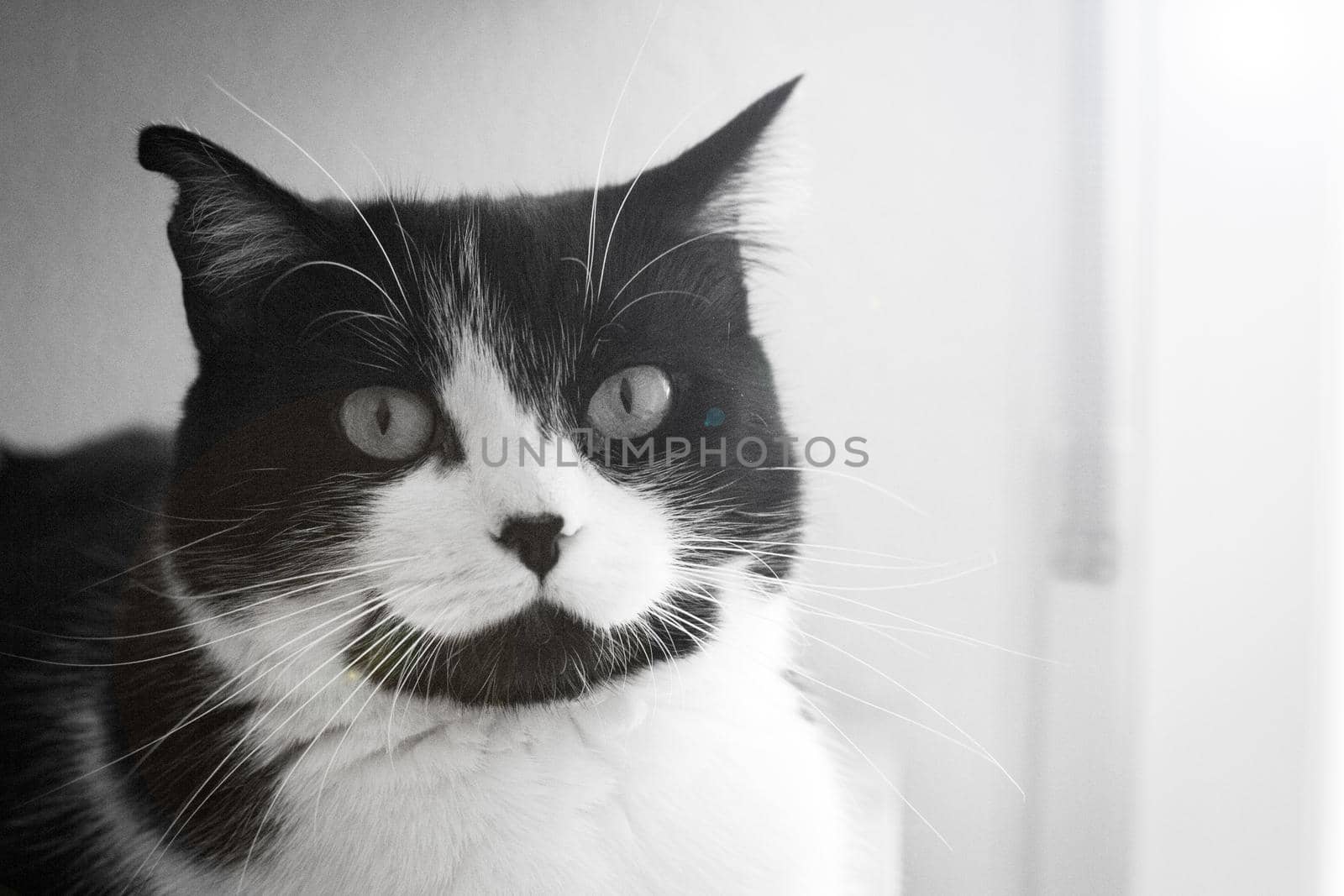 Immunodeficient black and white cat portrait. Relaxing