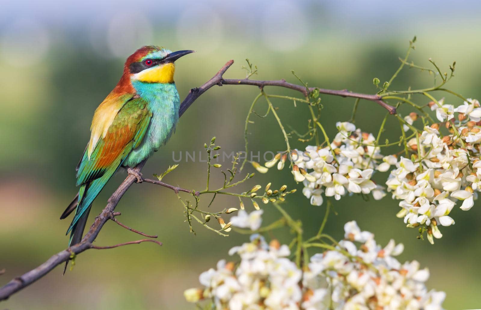 colorful bird in spring sits on a blossoming branch, beauty of spring nature