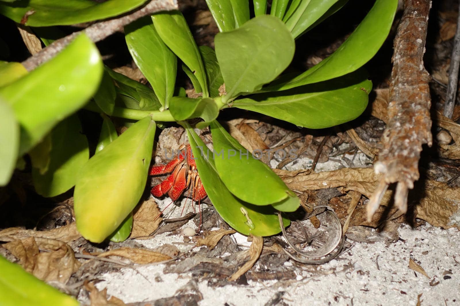 One red hermit crab in a shell under a bush
