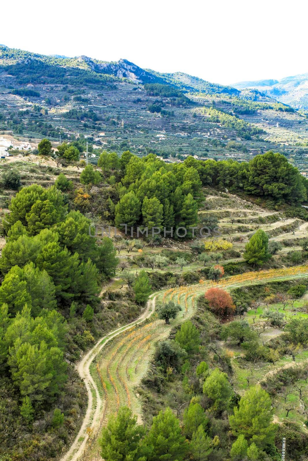 Colorful Vineyard and aldmond plantation in the mountain in Guadalest village, Alicante, Spain