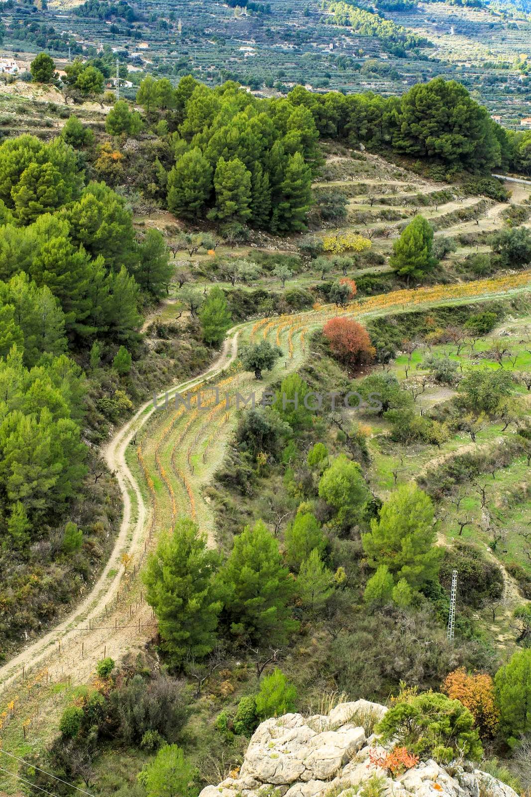 Colorful Vineyard and aldmond plantation in the mountain in Guadalest village, Alicante, Spain