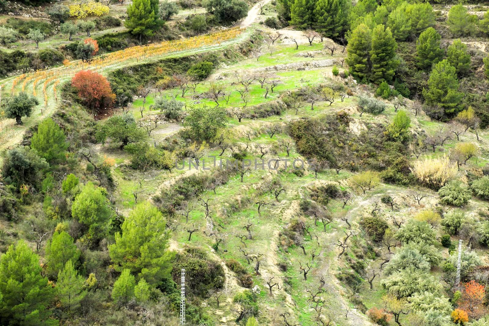 Colorful Vineyard and aldmond plantation in the mountain in Guadalest village, Alicante, Spain