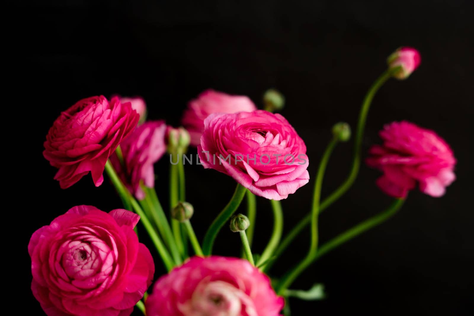 Happy Valentine's Day. A bouquet of beautiful pink ranunculi on a black background. by Rodnova