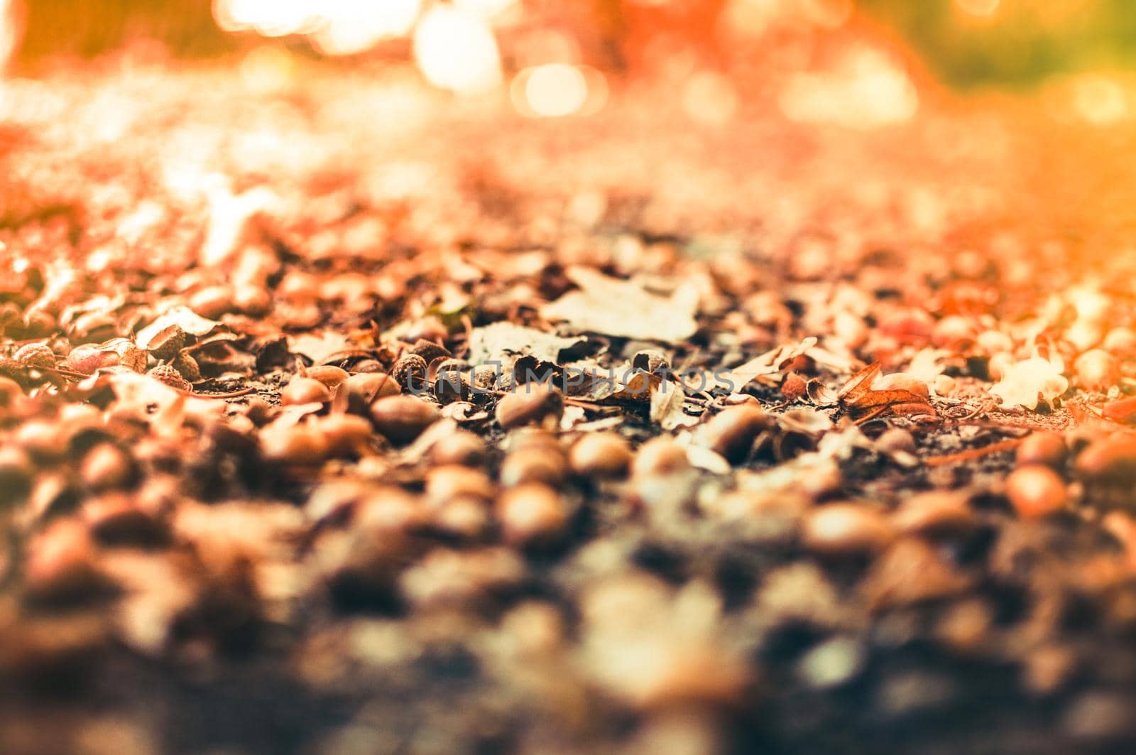 Fallen acorns with hats lie on the ground in the forest. Autumn nut background lit by sunbeams with selective focus and bokeh. Copy space