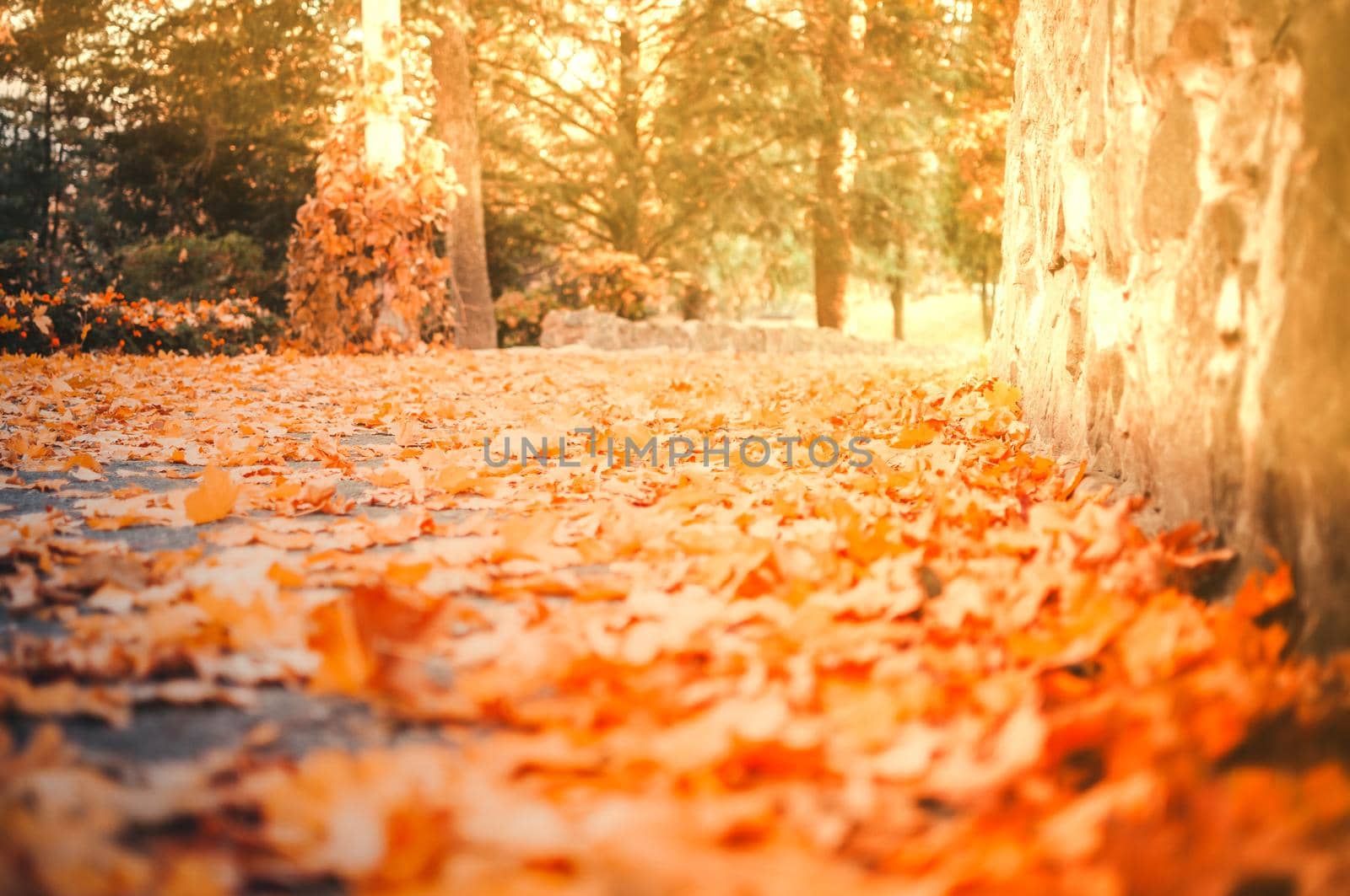 Fallen Yellow maple leaves lie on the road in the park close-up. In the background, birches and conifers lit by the rays of the morning sun. .Concept of autumn time.