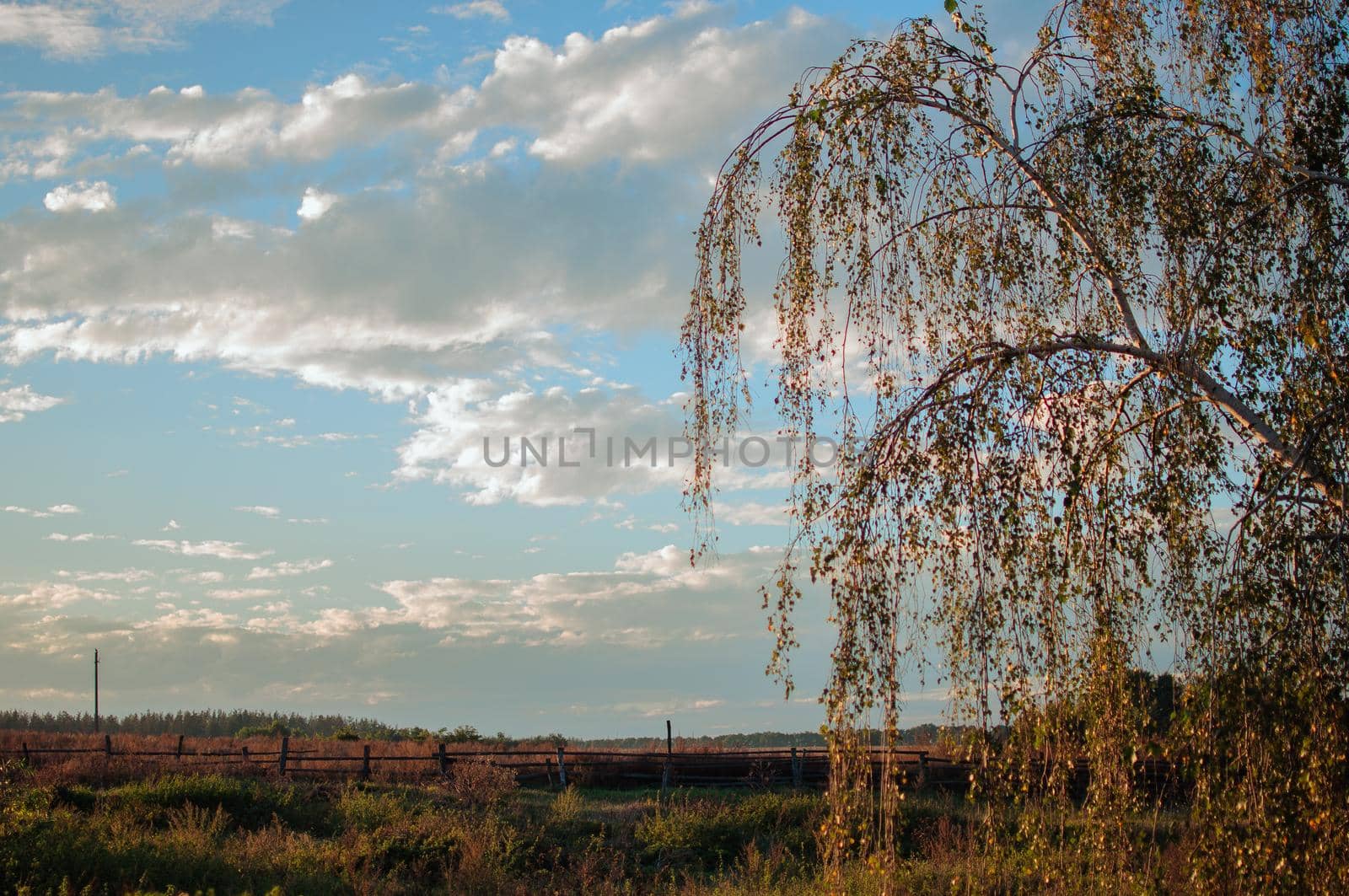 Sunset on a field with wheat or rye in September in the harvest season with cloudy sky background. Beautiful landscape on the farm.