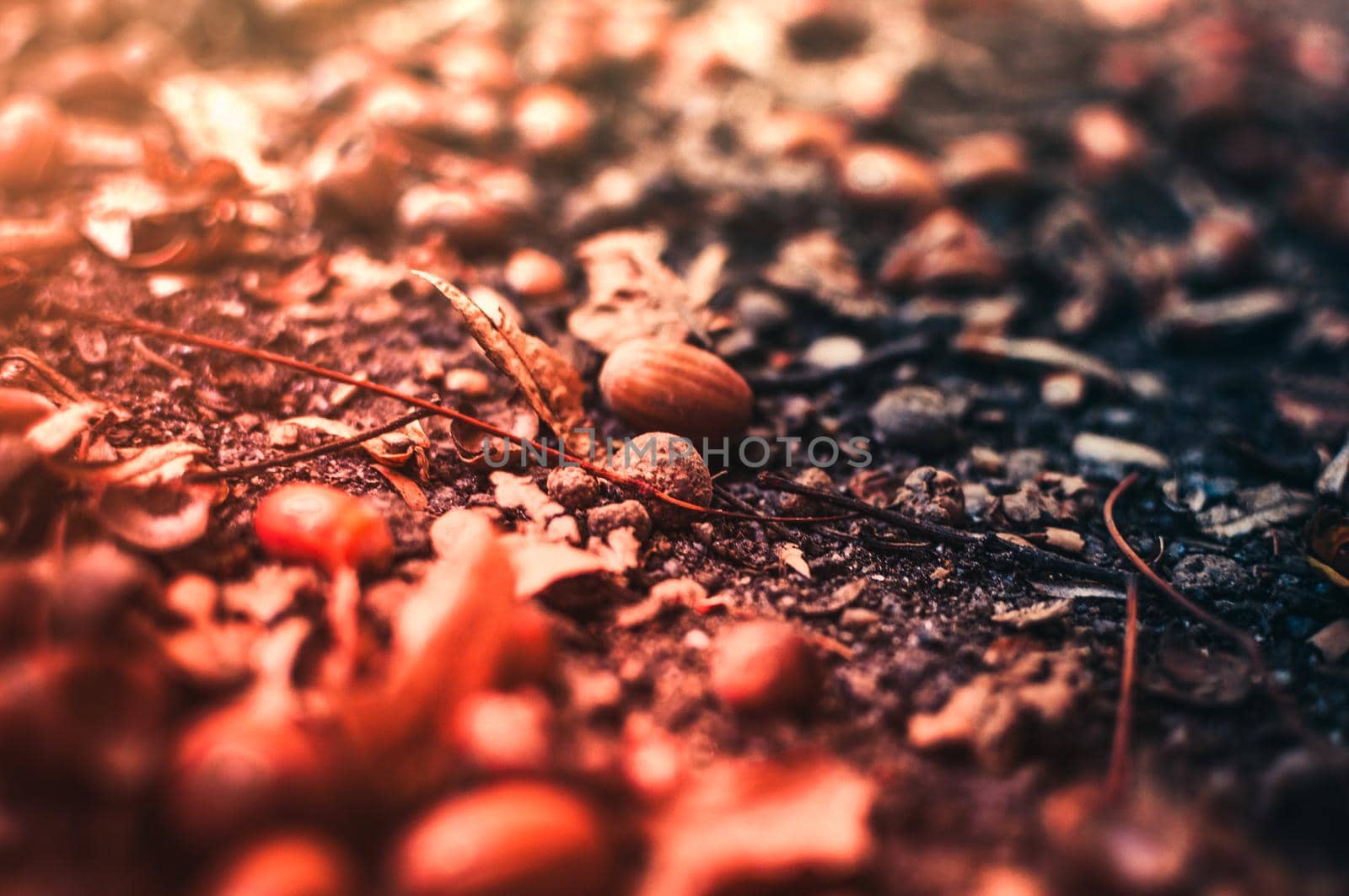 Fallen acorns with hats lie on the ground in the forest among the leaves. Textural background and natural materials with selective focus and bokeh. Copy space