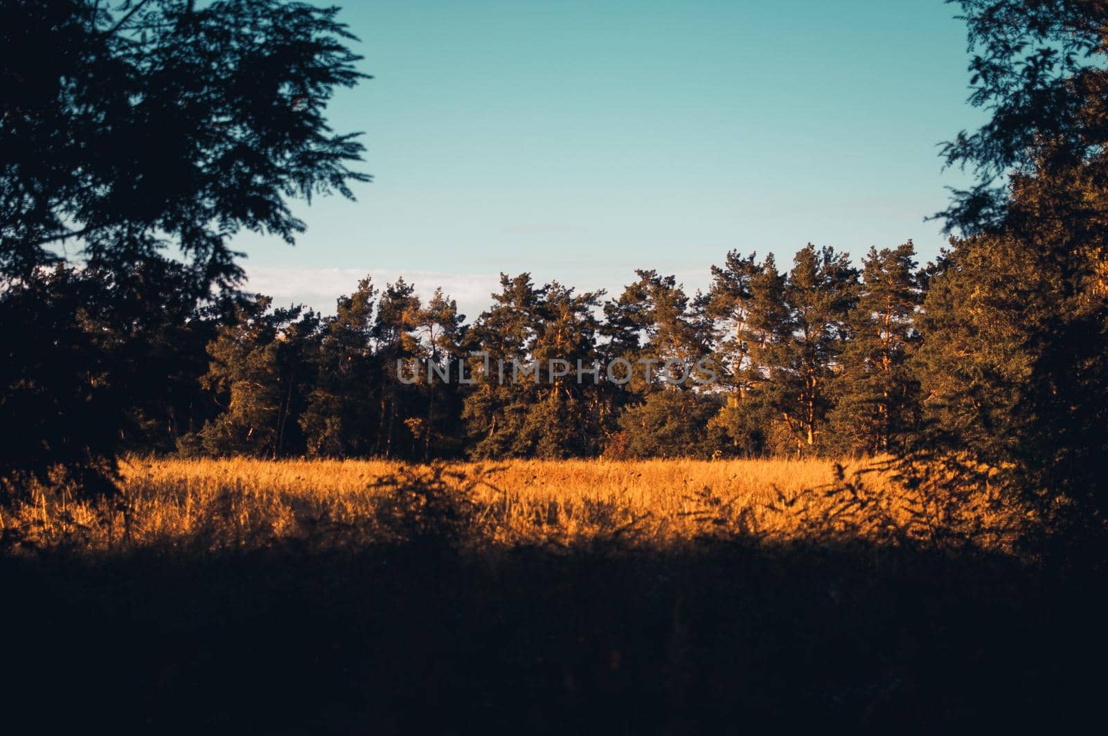 Sunset on a field with wheat or rye in September in the harvest season with cloudy sky background. The field is surrounded by coniferous forest. Beautiful landscape on the farm.