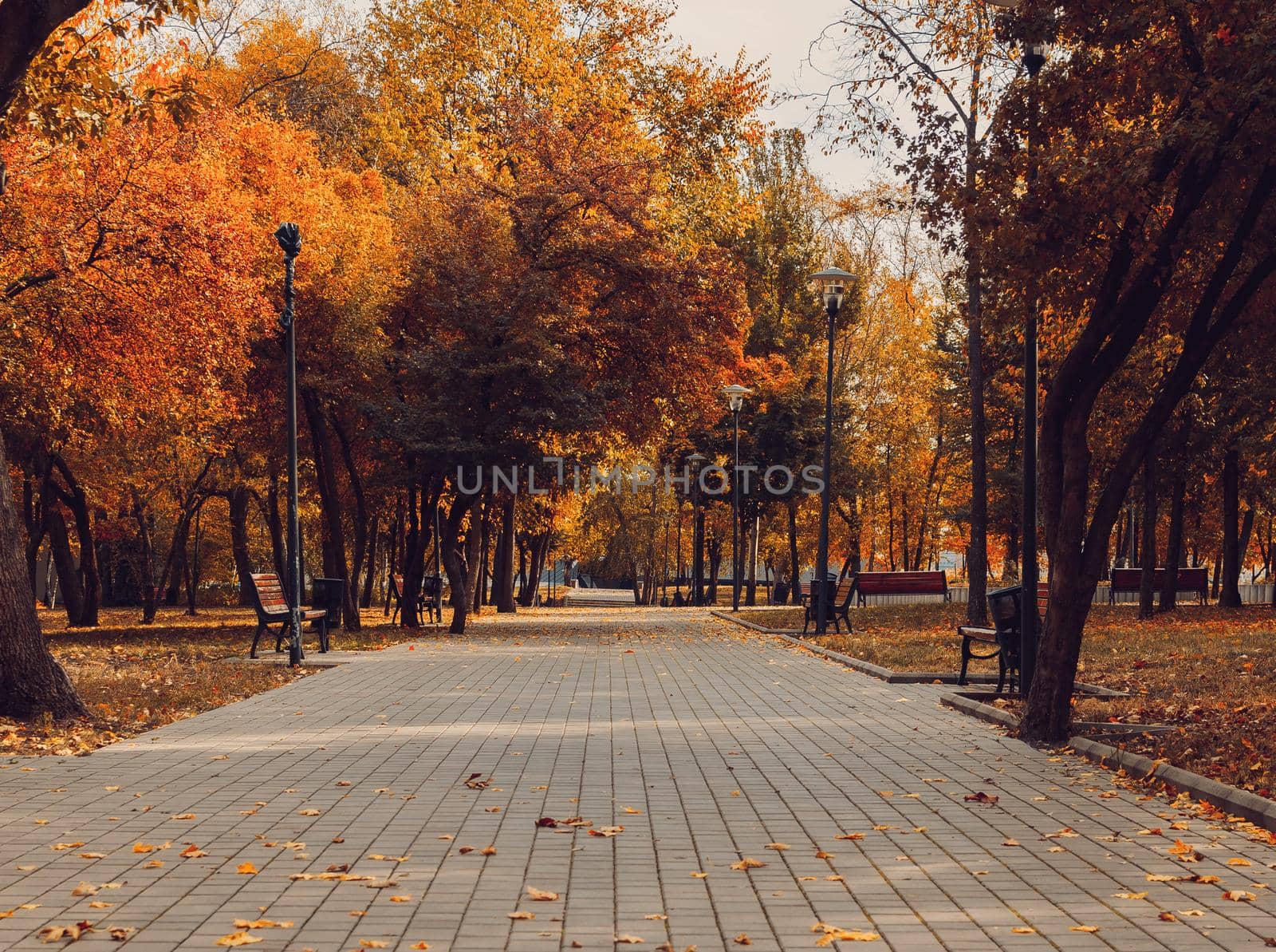 Autumn sunny landscape. Road in the park with benches. Autumn park of trees and fallen autumn leaves on the ground in the park on a sunny October day.template for design.