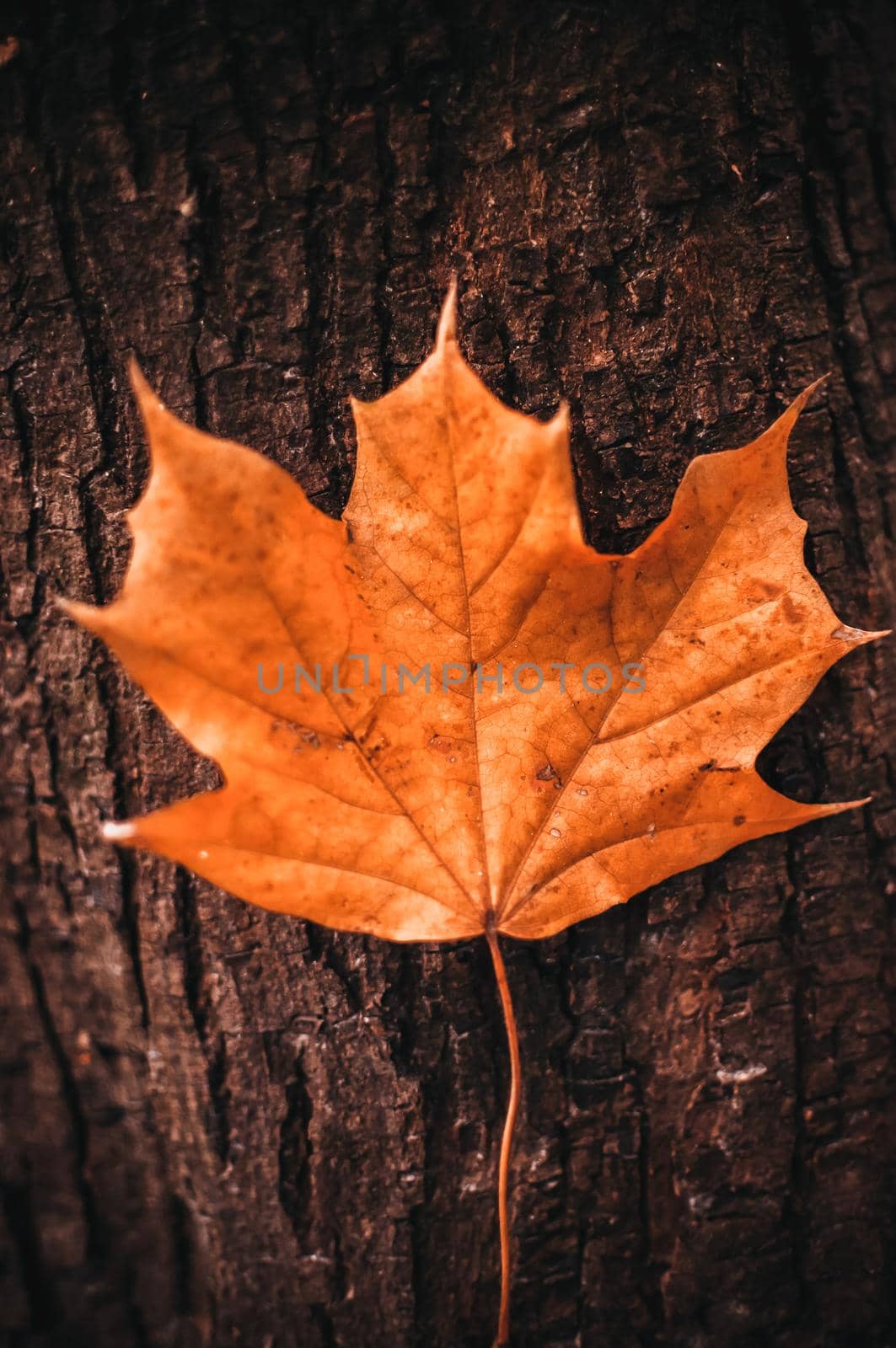 bright yellow maple leaf clings to the tree bark. Natural autumn background.