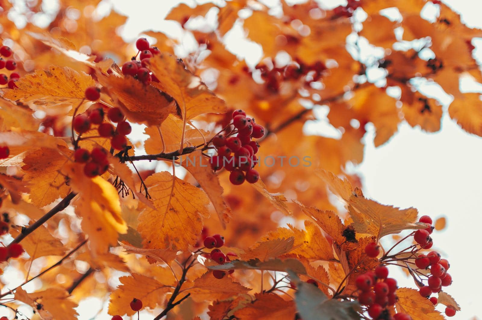 orange ripe bouquet of mountain ash with yellow leaves of mountain ash in the autumn season. autumn colorful red rowan branch. rich harbest in the fall season. Template for design. Copy space