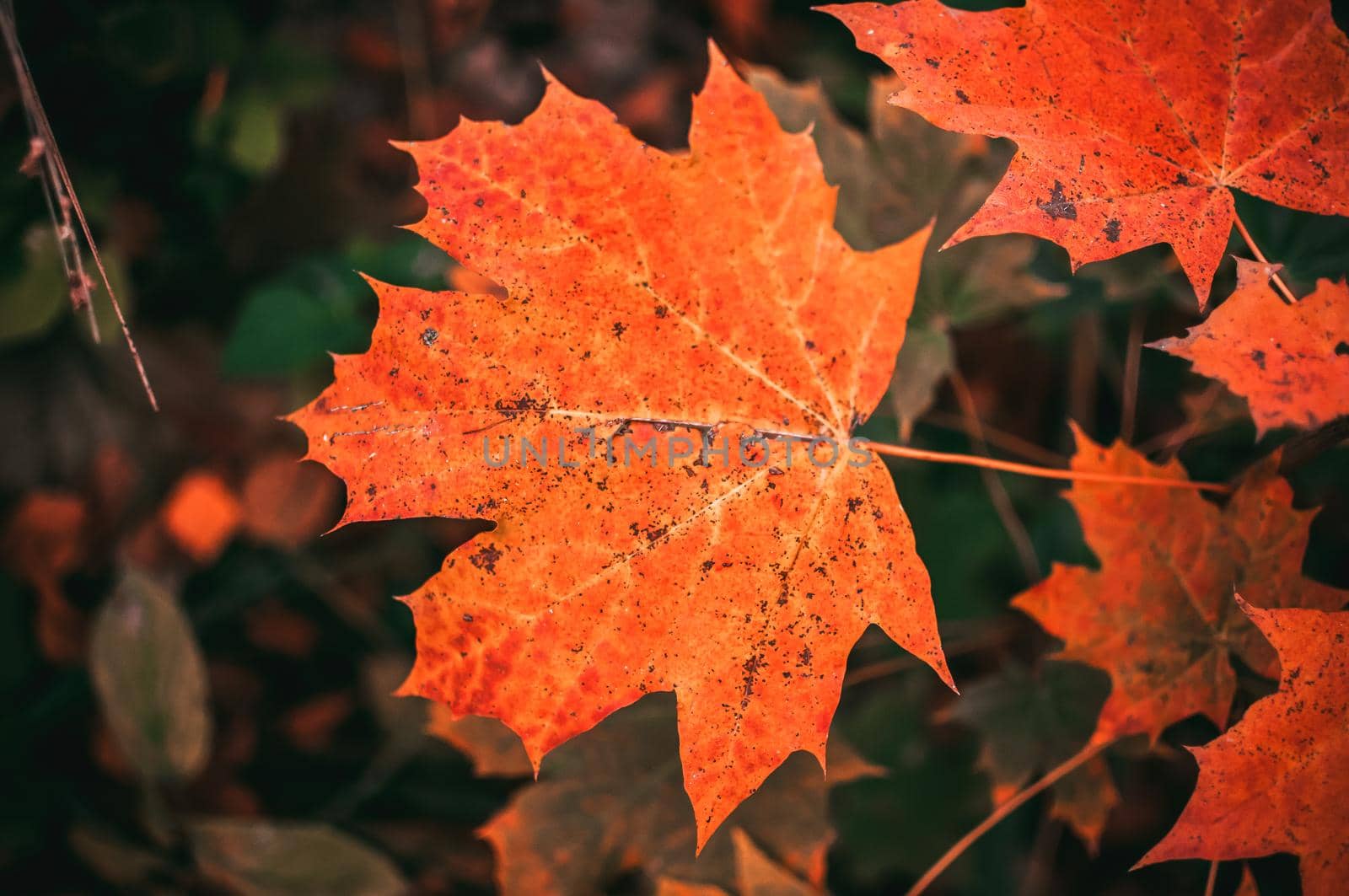 Brightly colorful maple leaf close-up. Autumn background with place for copy space.