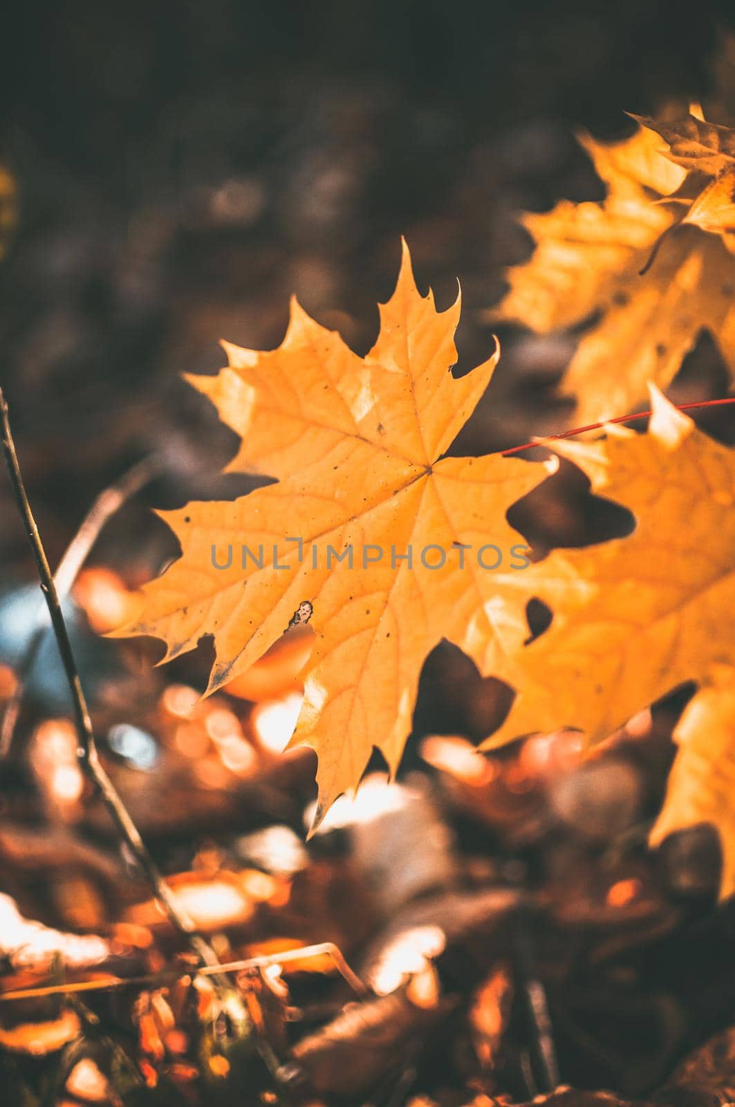brightly colorful maple leaf closeup selective focus. Natural autumn background with place for copy space. Seasonal concept. by Alla_Morozova93