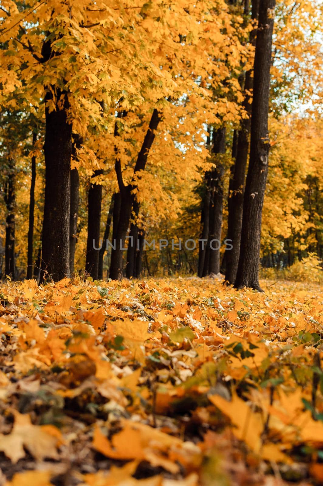 Autumn sunny landscape. Road to yellow forest. Autumn park of trees and fallen autumn leaves on the ground in the park on a sunny October day.template for design. by Alla_Morozova93