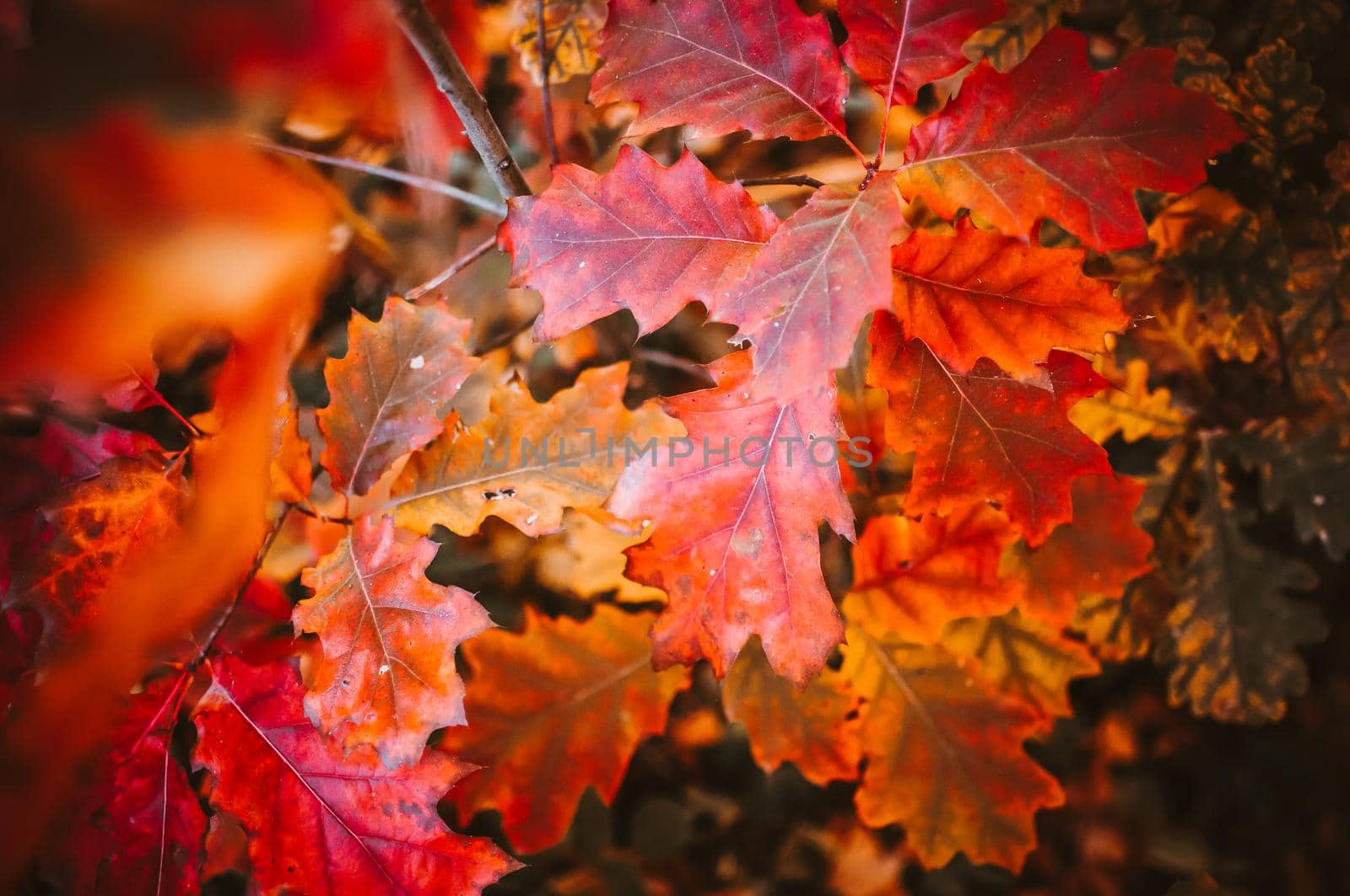 Autumn landscape background. Red autumn oak leaves in a young forest early in the morning at sunrise. Fallen Leaf Season Concept