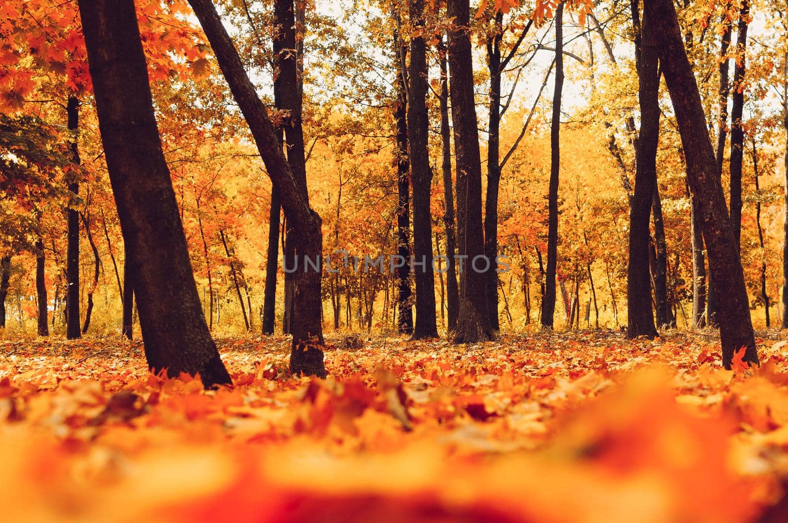 Autumn sunny landscape. Road to yellow forest. Autumn park of trees and fallen autumn leaves on the ground in the park on a sunny October day.template for design.