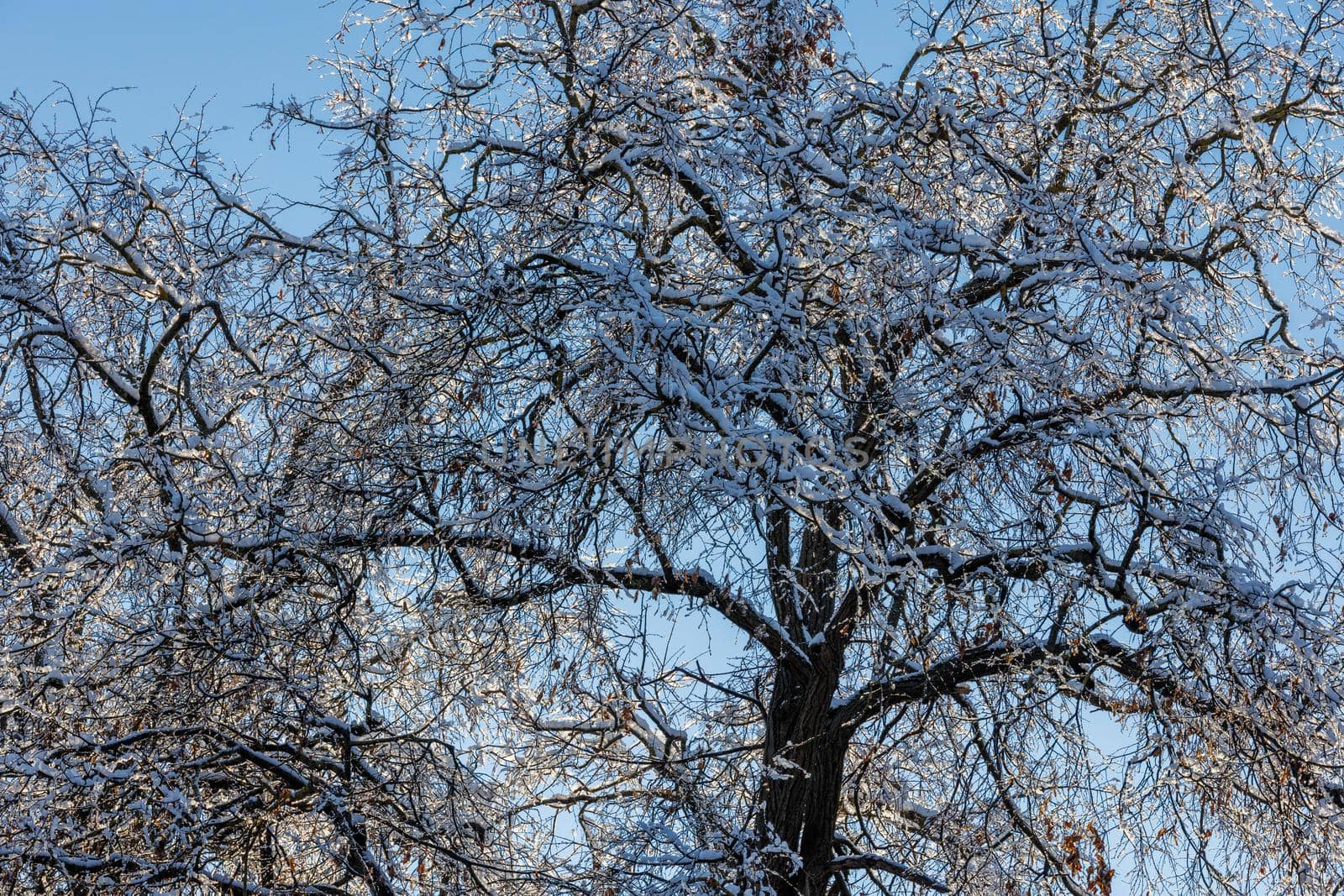 snow covered winter tree on blue sky background full frame upward view.