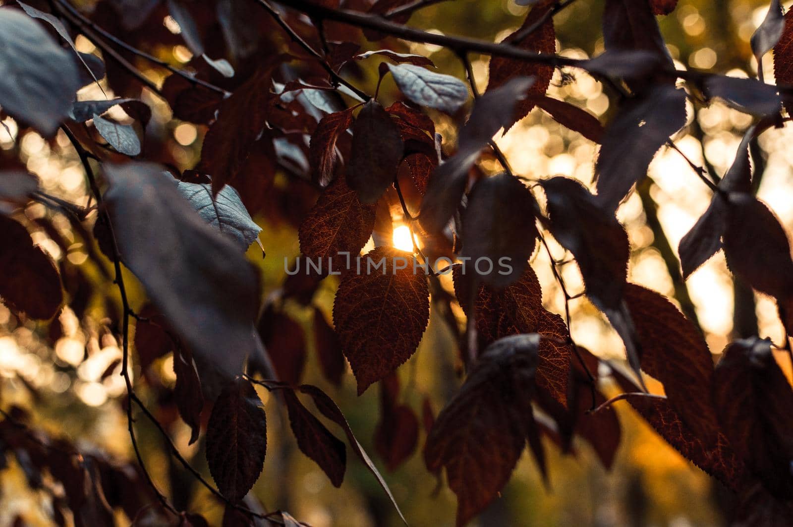 beautiful autumn leaves of red oak close up. Autumn landscape background. Autumn abstract background with red oak in sunbeams. Autumn nature forest background for design. Copy space.
