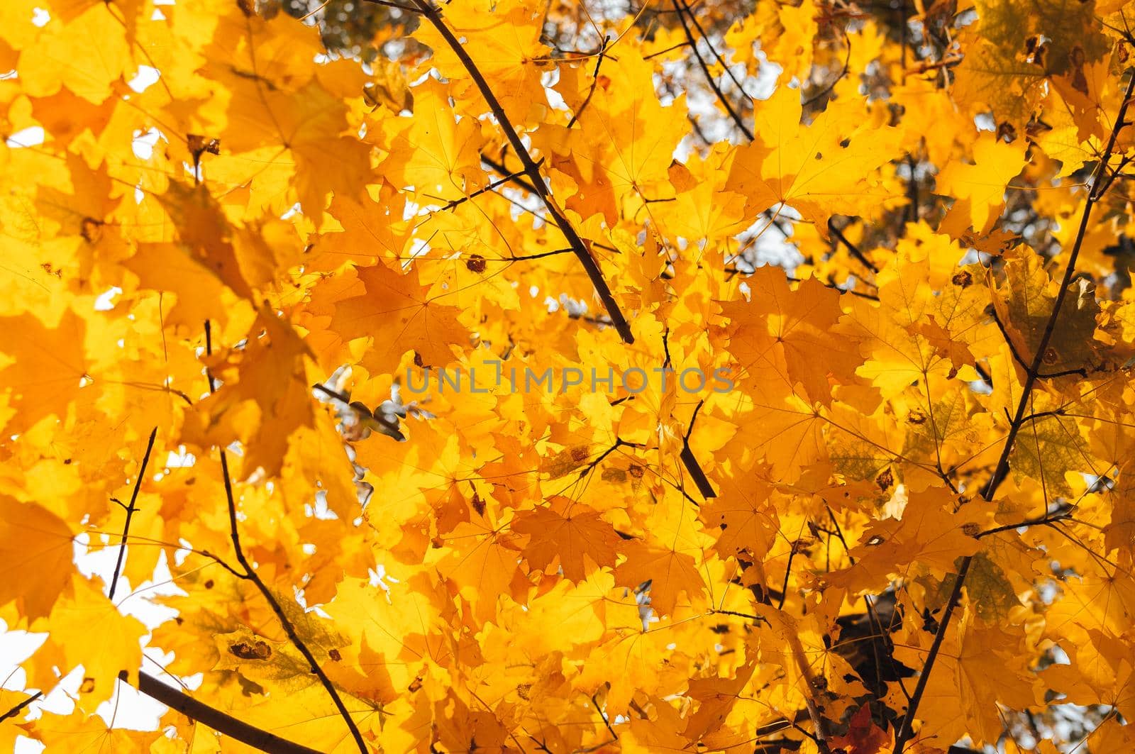 beautiful autumn leaves of yellow oak close up. Autumn landscape background. Autumn abstract background with golden oak. Autumn nature forest background for design. Copy space. by Alla_Morozova93