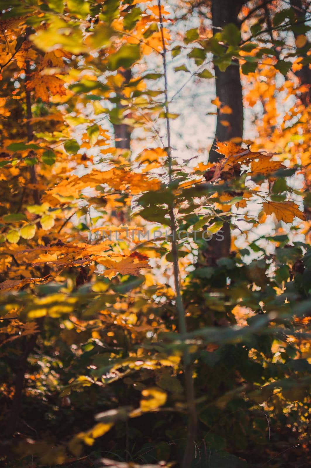 beautiful autumn leaves of yellow oak closeup. Autumn landscape background. Autumn abstract background with gold oak. Autumn nature forest background for design. by Alla_Morozova93