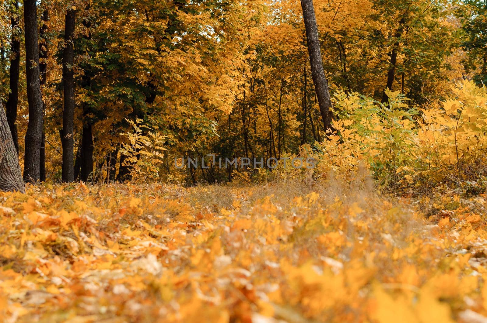 Autumn sunny landscape. Road to yellow forest. Autumn park of trees and fallen autumn leaves on the ground in the park on a sunny October day.