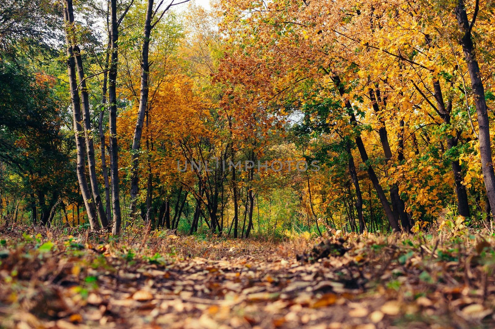 Autumn sunny landscape. Road to yellow forest. Autumn park of trees and fallen autumn leaves on the ground in the park on a sunny October day.template for design.