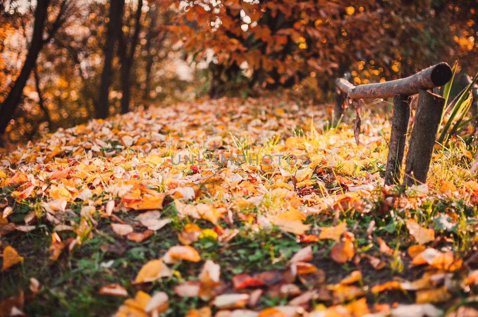 beautiful autumn yellow leaves on the ground in a park closeup. Autumn landscape background. Autumn abstract background with gold oak. Autumn nature forest background for design.