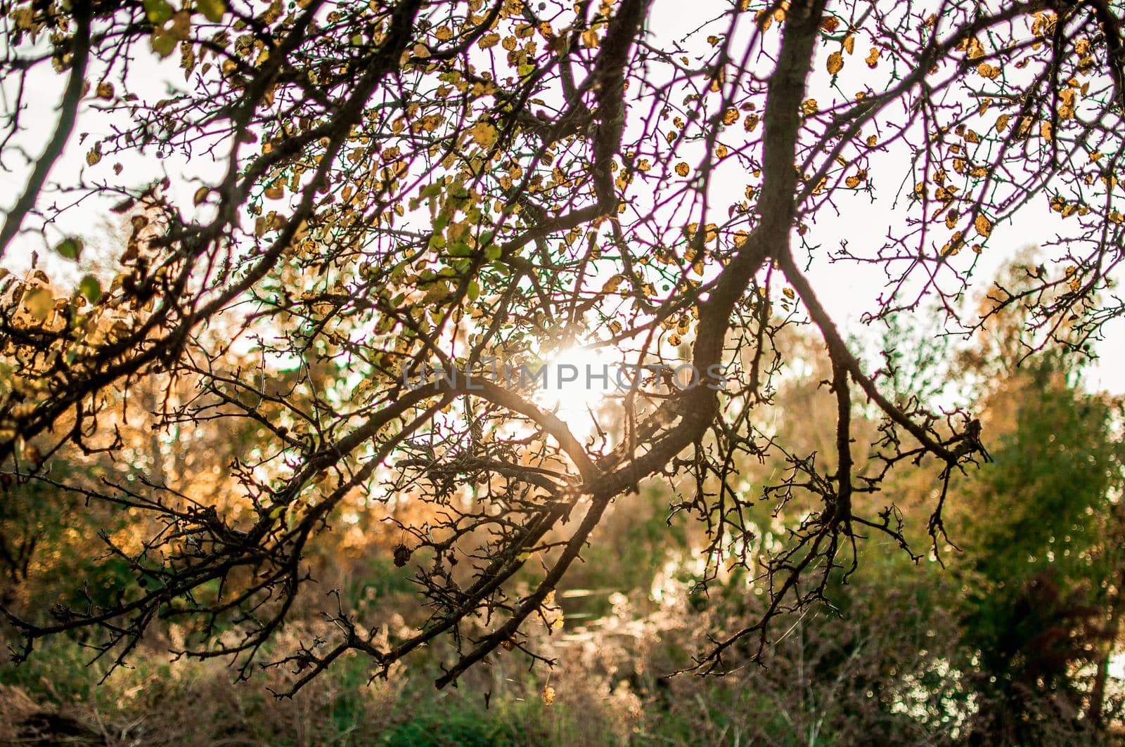 Fresh yellow leaves in the forest framing the sun in the middle and forming rays of light. The concept of the onset of autumn.