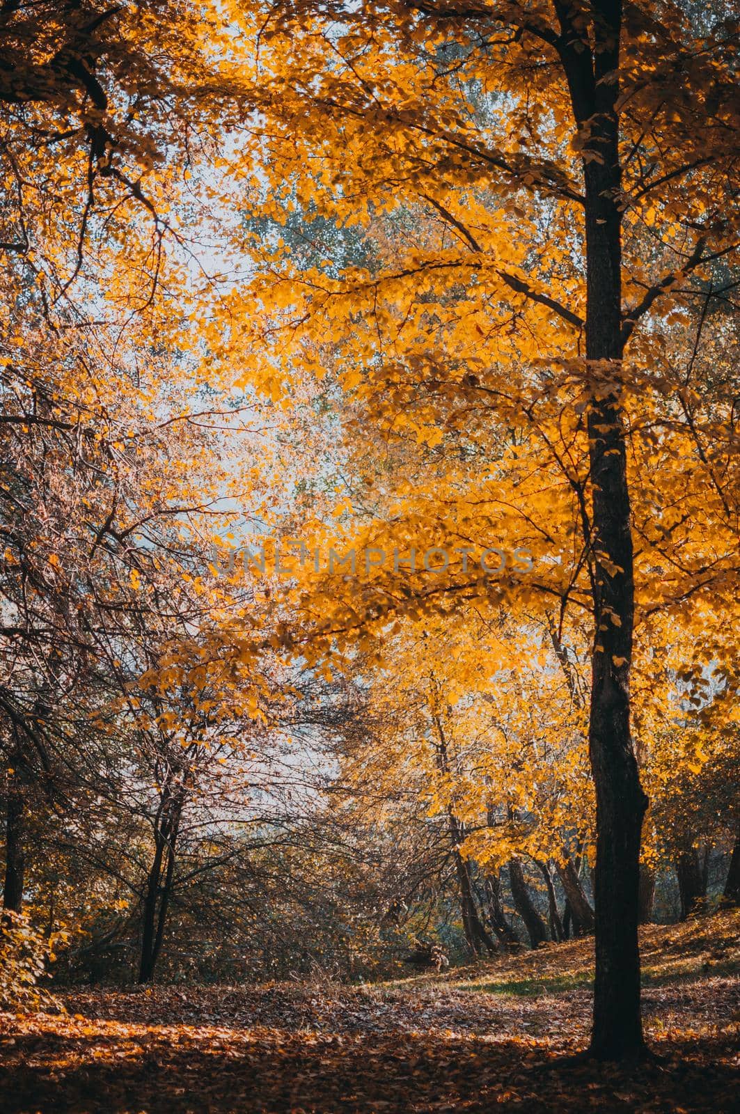 Autumn forest landscape with colorful trees in the park. Golden trees, the ground is strewn with leaves, gloomy sky. The concept of the onset of autumn.