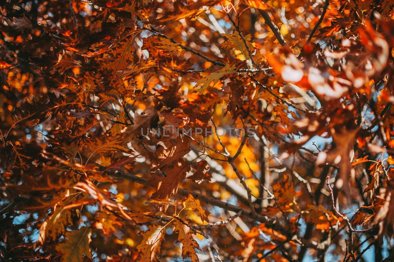 beautiful autumn leaves of yellow oak closeup. Autumn landscape background. Autumn abstract background with gold oak. Autumn nature forest background for design.