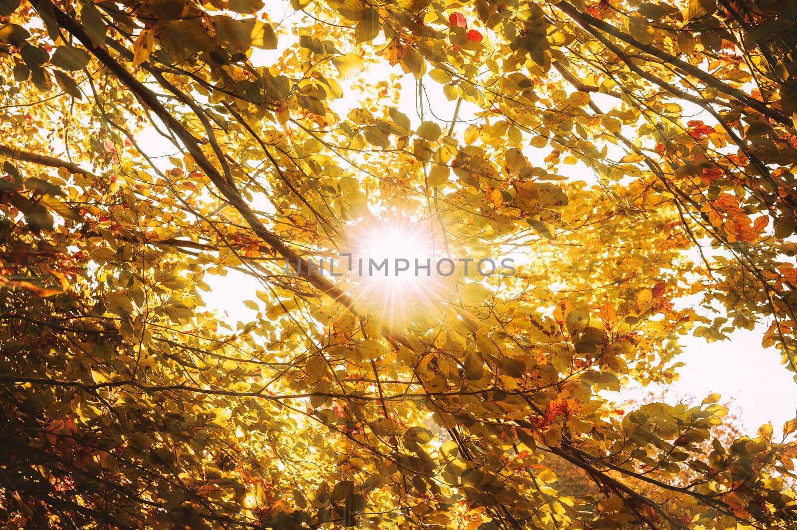 Fresh yellow leaves in the forest framing the sun in the middle and forming rays of light. The concept of the onset of autumn.