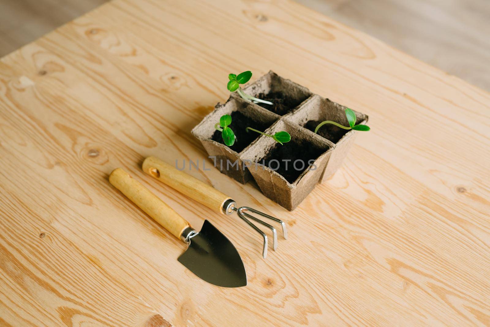 Peat pots with sprouted cucumber seeds on a wooden surface. Small garden equipment for planting small plants. Planting plants.