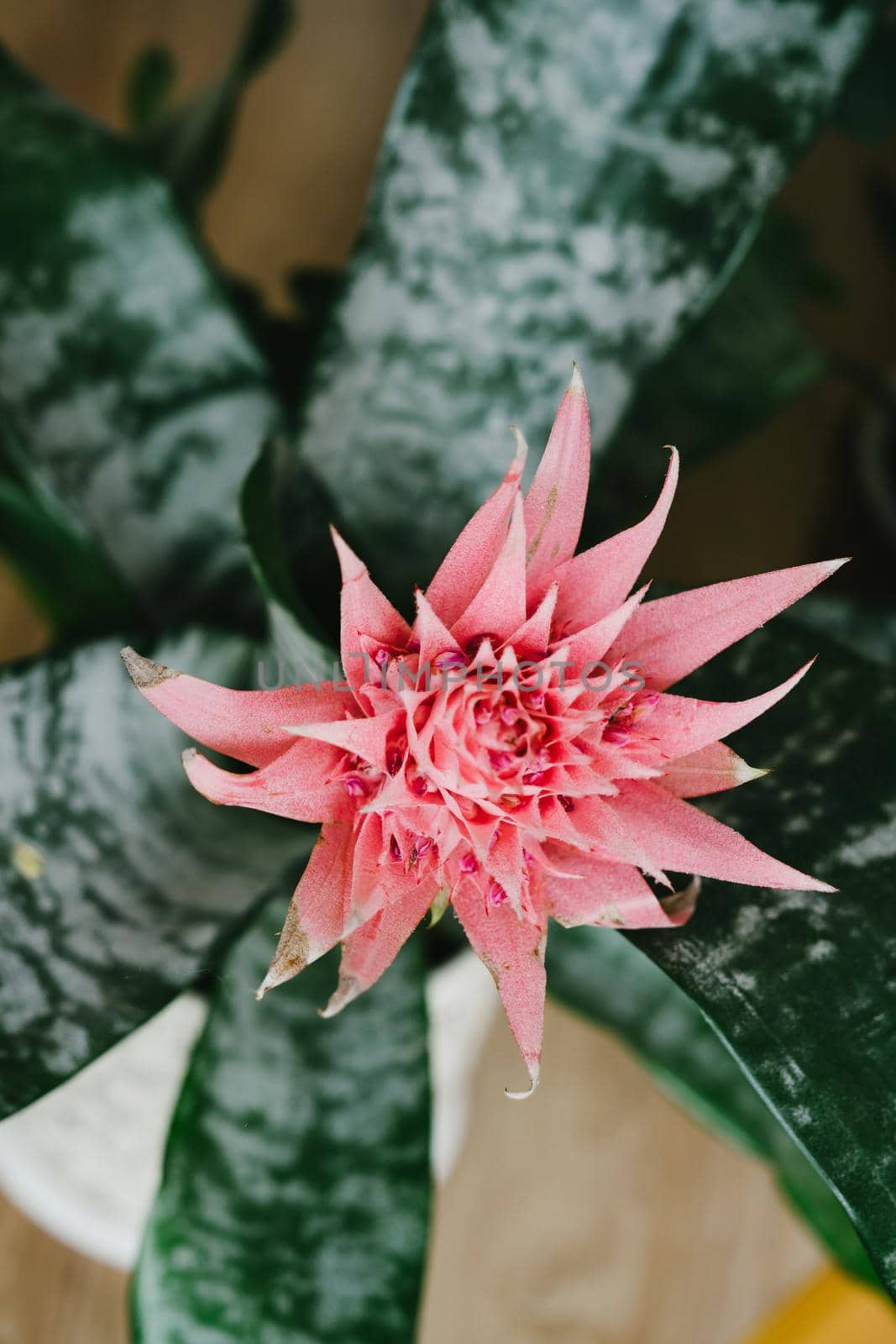 Bright flowering of the ecms. A beautiful houseplant. Pink flower.