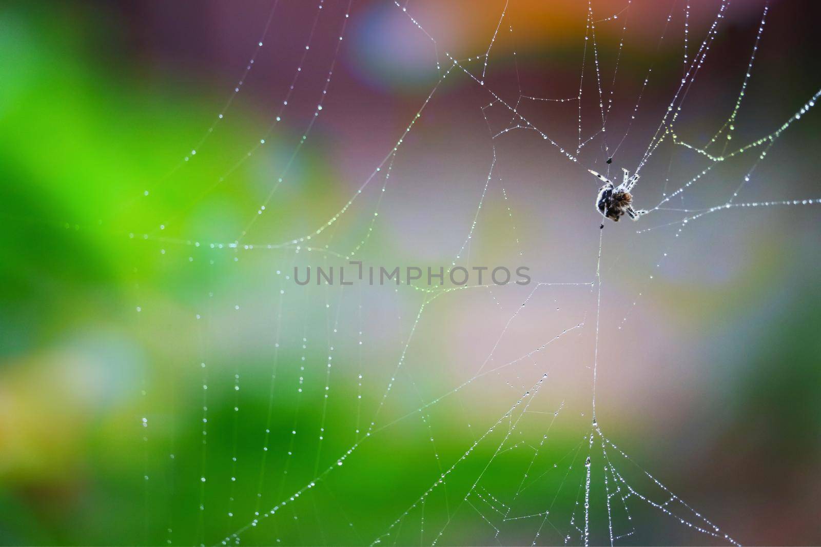 blurred abstract cobweb or spiderweb natural with rain drop pattern green garden by Darkfox