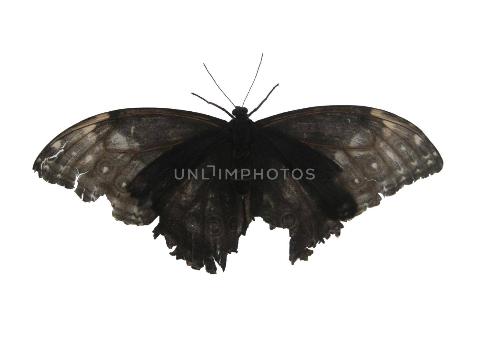 Black butterfly. Black moth isolated on white background.